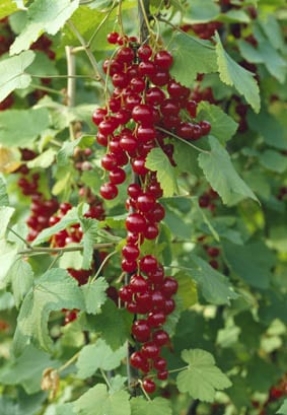 Picture of Redcurrant Rovada - November 2025 Delivery